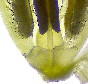 Echinochloa crusgalli