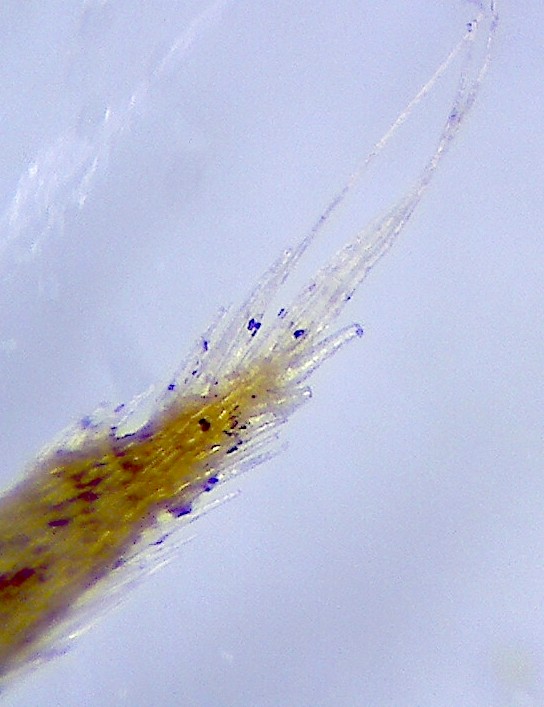 Stipa pennata