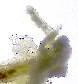 Festuca longifolia (caesia)